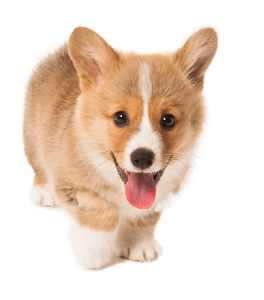 Puppy namen