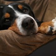 Zorg goed voor je hond