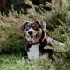 Wat kost een hond?